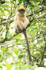 Red Colobus - Bigodi Wetlands - Uganda, Africa