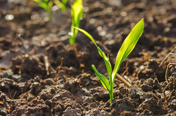 close up young green corn seedling grows with sunshine  in cultivate agricultural farm field