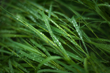 Fresh green grass with dew drops close up. Water driops on the fresh grass after rain. Light morning dew on the green grass.