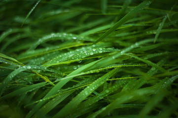 Fresh green grass with dew drops close up. Water driops on the fresh grass after rain. Light morning dew on the green grass.