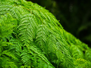 Nature background of green leaf with blured and bokeh background.