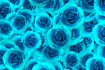 Panele Szklane  Róża niebieski kwiat kwiat tło