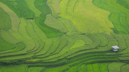 Rice fields in Vietnam.