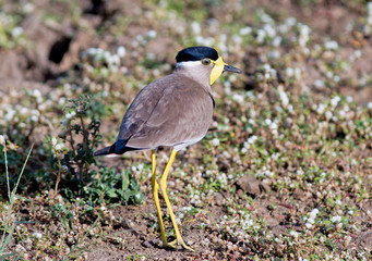 African Lapwing / plover on the ground protecting it's nest
