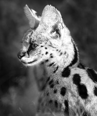 Side view of a pretty serval cat in the wild in black & white