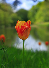 Isolated bright orange tulip stem against a natural background