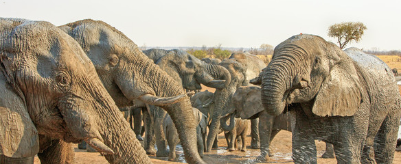 panorama of many elephants, drinking from camp waterhole, nehimba, zimbabwe - obrazy, fototapety, plakaty