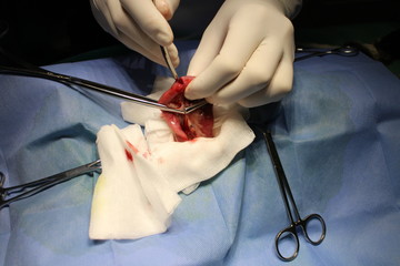 Enterotomy by cat - surgery on intestine