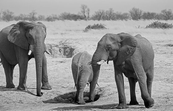 black & white image of african elephants in the Africna plains in Hwange, Zimbabwe