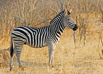 Fototapeta na wymiar Burchell Zebra standing on the dried grass in Hwange, Zimbabwe