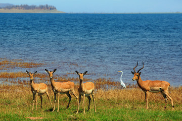 Naklejka na ściany i meble Herd of Impala standing on the shoreline of lake Kariba with a cattle egret in the background