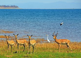 Naklejka na ściany i meble Herd of Impala standing on the lush plains with Lake Kariba in the background in Zimbabwe