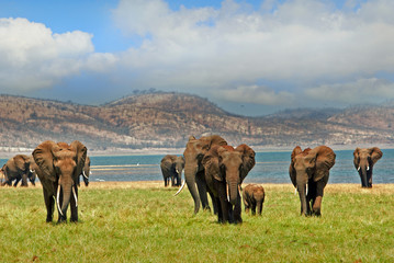 Herd of Elephants on the lush shoreline of Lake Kariba with a mountainous background and cloudy sky