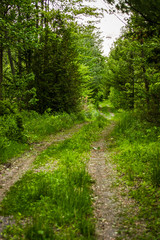 Fototapeta na wymiar empty trail going in the forest