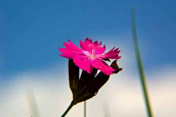 Flower