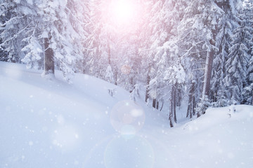 Winter mountain snowy forest