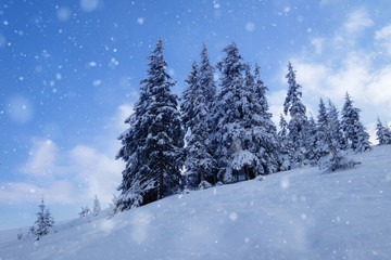Winter mountain snowy forest