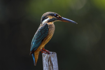 The common kingfisher also known as the Eurasian kingfisher, and river kingfisher, is a small kingfisher with seven subspecies recognized within its wide distribution across Eurasia and North Africa. 