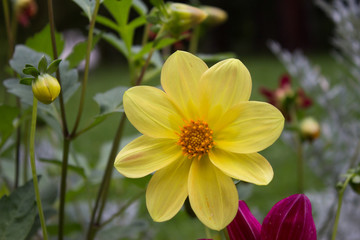 Close up of beautiful yellow dahlia flower on  natural background.