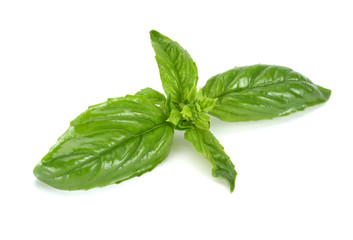 basil leaf isolated on a white background