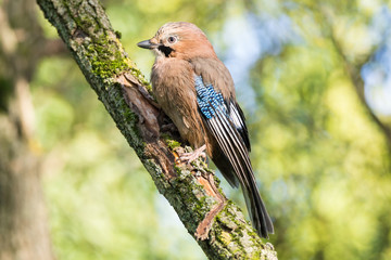 Garrulus glandarius on a branch
