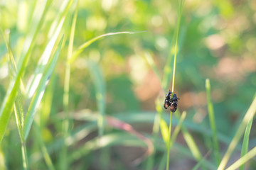 Two bugs climbing on little grass in the green field