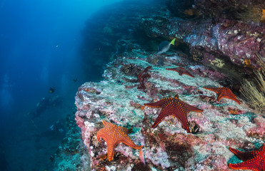 Star fish on a coral reef,  Galapagos Islands, Ecuador.