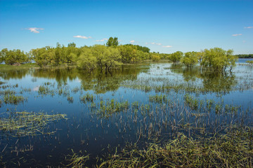 water reflection on wetlands