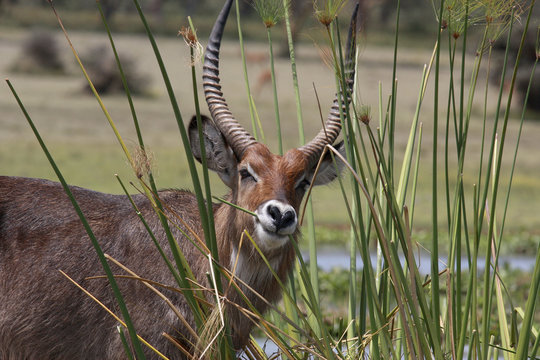 Ellipsen Wasserbock (Kobus ellipsiprymnus), m&auml;nnchen, Naivashasee, Kenia, Ostafrika