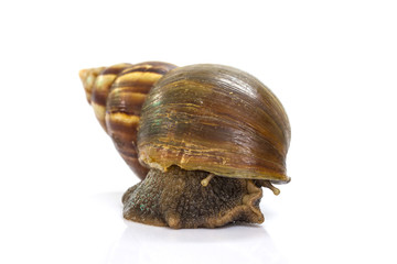 Giant Achatina snail on white background