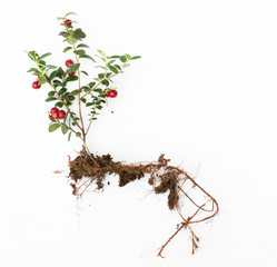 lingonberry