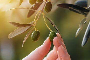 Female hand picking ripe green olive fruit from tree branch