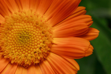 Orange calendula petals close up.