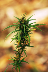 Industrial marijuana hemp plant