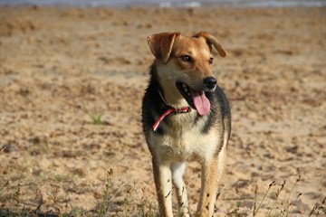 happy mongrel dog playing on the beach pet friendly
