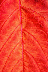 Naklejka na ściany i meble macro of a red maple leaf