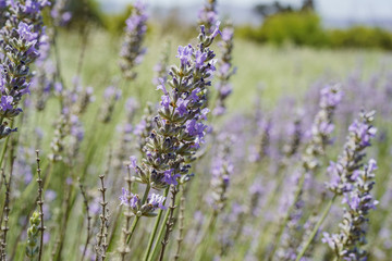 Lavender Festival at 123 Farm