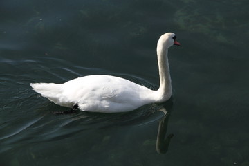 Schwan auf dem Bodensee