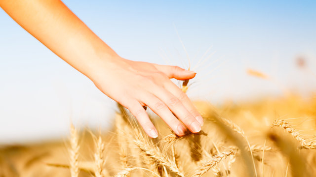 Photo of wheat field and human's hand