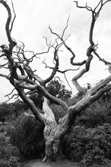 Dead tree with branches reaching skyward in black and white.