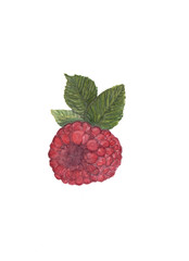 a picture of ripe raspberries, made with watercolor. Raspberry with leaves. Isolated.