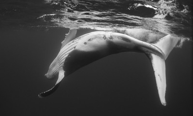 Humpback whale calf, Vava'u Kingdom of Tonga.