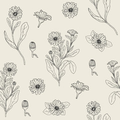 Botanical seamless pattern with blooming calendula plant, cut flower heads and buds hand drawn with contour lines. Beautiful medicinal flowering herb. Vector illustration for textile print, wallpaper. - obrazy, fototapety, plakaty