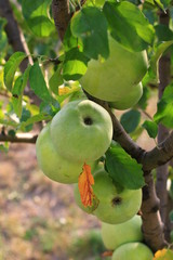 plants garden apples pears trees autumn