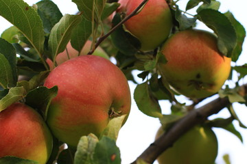 plants garden apples pears trees autumn