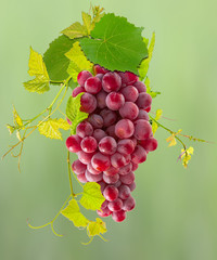 grappe de raisin rosé et vigne, fond vert 