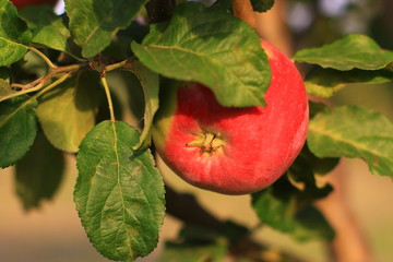 plants garden apples pears trees autumn