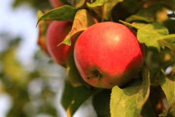 plants garden apples pears trees autumn