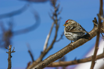 small bird on a branch