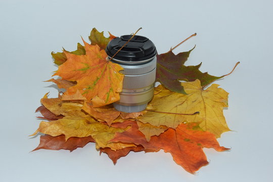 Autumn maple leaf,Autumn, maple leaves - partfolio under prespape  isolated